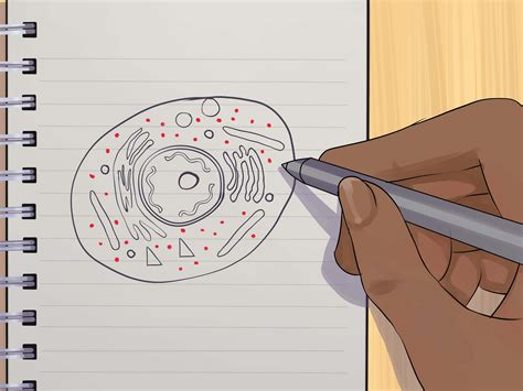 How to Draw an Animal Cell: 11 Steps (with Pictures) - wikiHow