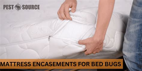 Is There a Mattress Cover That Kills Bed Bugs? - Pest Source