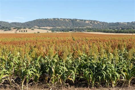 A Sorghum Crop Ready for Harvest. Stock Photo - Image of industry, west ...