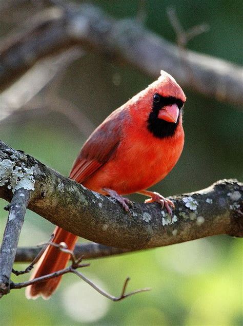 State bird of Illinois | Northern Cardinal | State birds, Northern ...