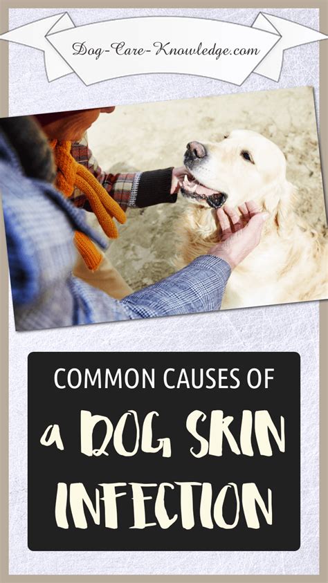 Dog Skin Infection: This Is How To Cure and Treat It