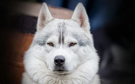 1920x1080px, 1080P free download | Husky, yellow eyes, pets, close-up ...