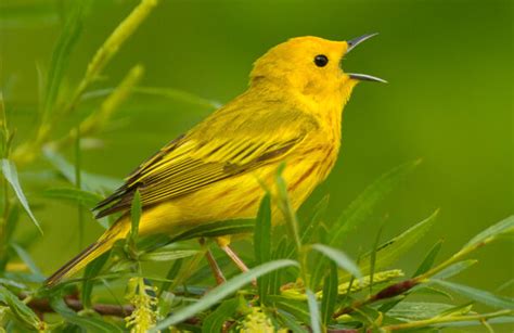 Yellow Warbler - American Bird Conservancy