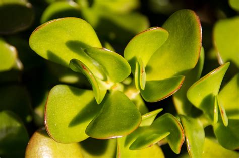 Jade Plants: Tips How to Grow and Care for Jade - Gardening Sun