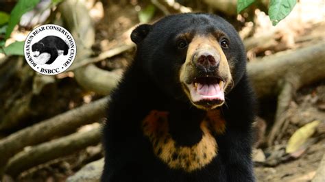 Saving the World’s Smallest Bear, Borneo – Explorers Against Extinction