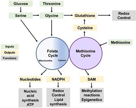 Frontiers | Beyond the Warburg Effect: How Do Cancer Cells Regulate One-Carbon Metabolism?