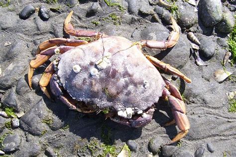 Crab with barnacles | Large purple crab, with Balanus glandu… | Flickr - Photo Sharing!