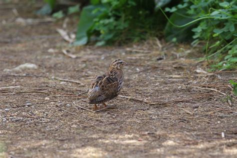 Quail hunting - a smokescreen for wildlife crime?