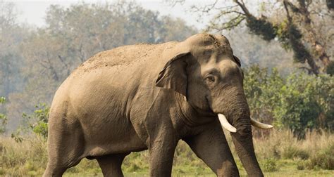 Asian Elephant | The National Trust for Nature Conservation (NTNC)