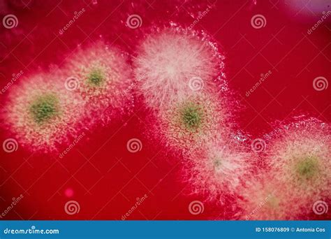 Macro Photo of a Moldy Red Fruit Jelly Stock Image - Image of dark, fruit: 158076809