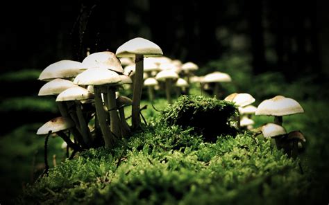 Serene Nature: HD Wallpaper of Enchanting Mushrooms