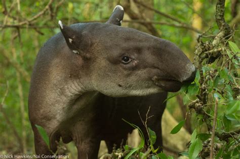 Preserving Tapirs In The Mysterious Mountains Of Costa Rica - Global Wildlife Conservation