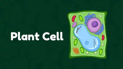 Plant Cell – Definition, Structure , Diagram & Function