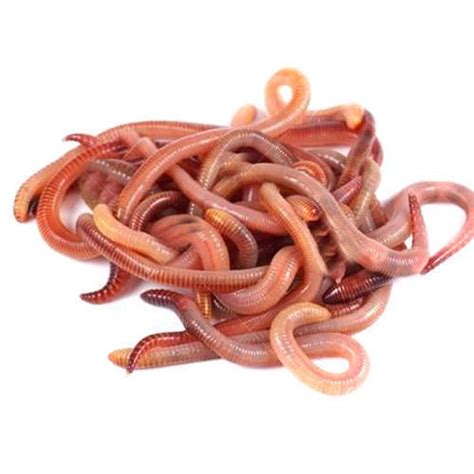 Eisenia Fetida Earthworm, For Agricultural, Rs 200 /kg Green Raksha Agro Seva | ID: 11870235473