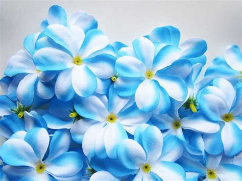 Cool Blue Flowers Wallpaper Hd pictures