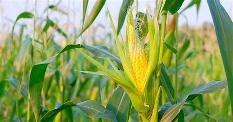 When and How to Harvest Corn | Gardener’s Path