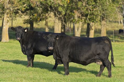 Two black Angus cattle in grassy field