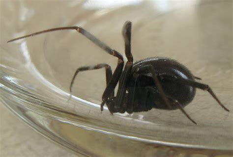 False Black Widow - What's That Bug?