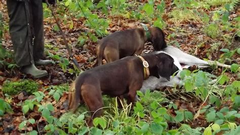 Hunting 2014 - Ballysloe Bavarian Mountain Hounds