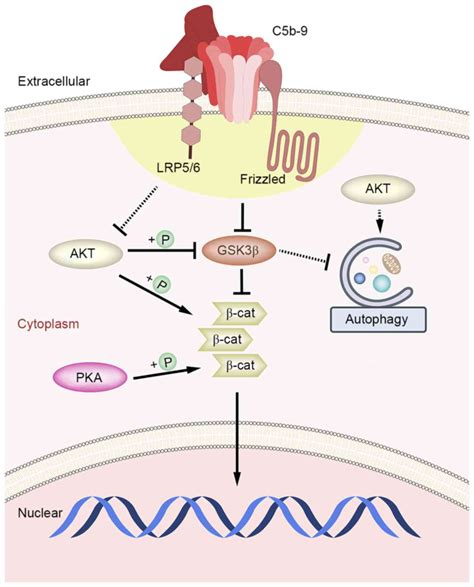 Beta Catenin Signaling Pathway