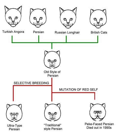 CONFORMATION CHARTS | Cat body, Cats, Fancy cats