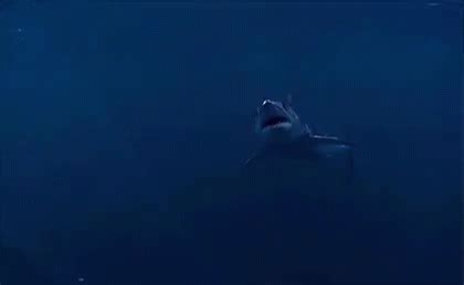 Big Scary Shark Chomp GIF - Shark Bite Scary - Discover & Share GIFs