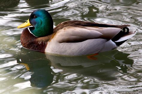 Mallard Duck - Connecticut's Beardsley Zoo