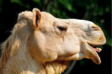 Everything You Need To Know About Life And Features Of The Dromedary Camel