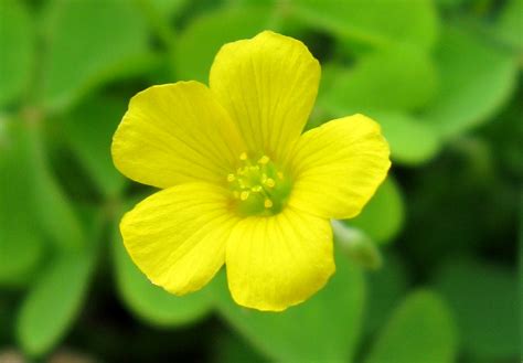 Yellow Clover, Oxalis sp. | A tiny yellow Clover, Oxalis sp.… | Flickr