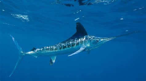L'espadon et le marlin, poissons menacés | WWF France