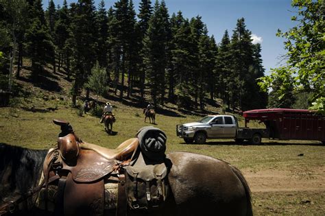 Modern day cowboys drive cattle in Colorado