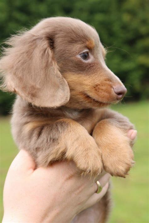 KC ISABELLA LONG COAT DACHSHUND MALE | in Orpington, London | Gumtree