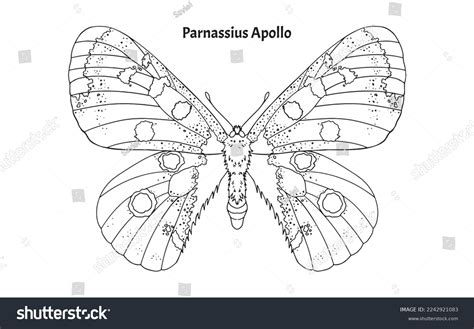 Parnassius Apollo Easy Coloring Book Stock Vector (Royalty Free ...