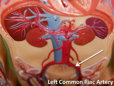 Left common iliac artery - The Anatomy of the Arteries Vis… | Flickr