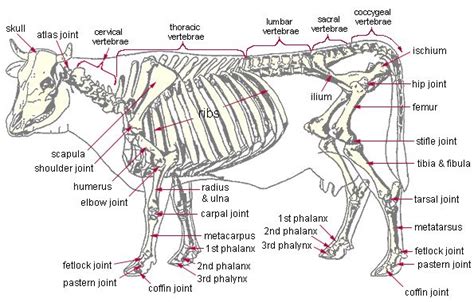 Anatomy - Cow Skeleton | Large animal vet, Vet medicine, Anatomy