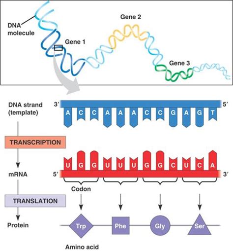 Tahapan-Tahapan Sintesis Protein - Biologi Edukasi: Belajar Sains Biologi