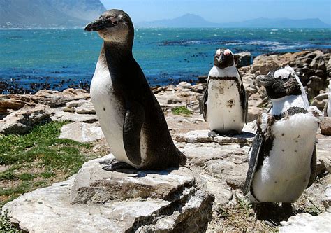 three penguins are standing on rocks near the water's edge and one ...