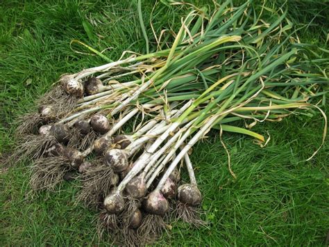 Harvesting Garlic: How To Gather, Store, And Enjoy Your Garlic Harvest • Insteading