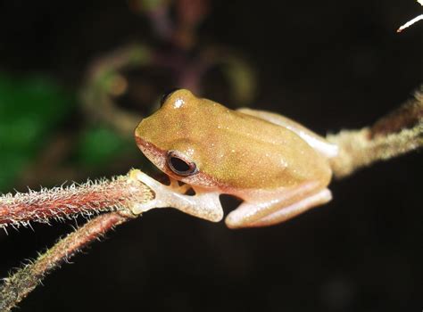 Photography & Me: Tiny Tree Frog 2