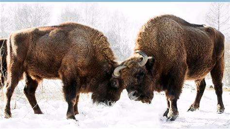 Oklahoma State Animal - American Buffalo, or Bison | European bison, Bison, Animals
