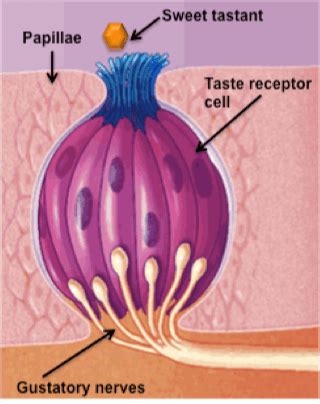 The Bittersweet Truth of Sweet and Bitter Taste Receptors – Science in the News