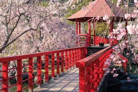 Where to See Sakura Cherry Blossoms and Other Spring Flowers in Oita