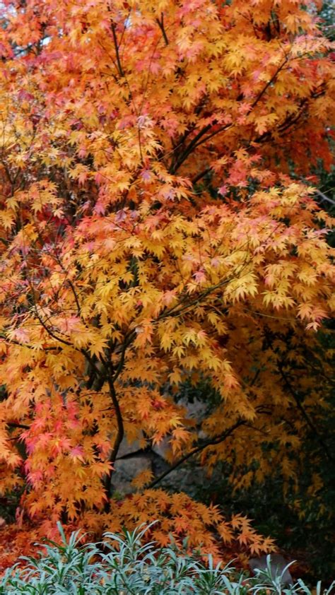 Acer Palmatum Sp. Palmatum in Ábaton gardens