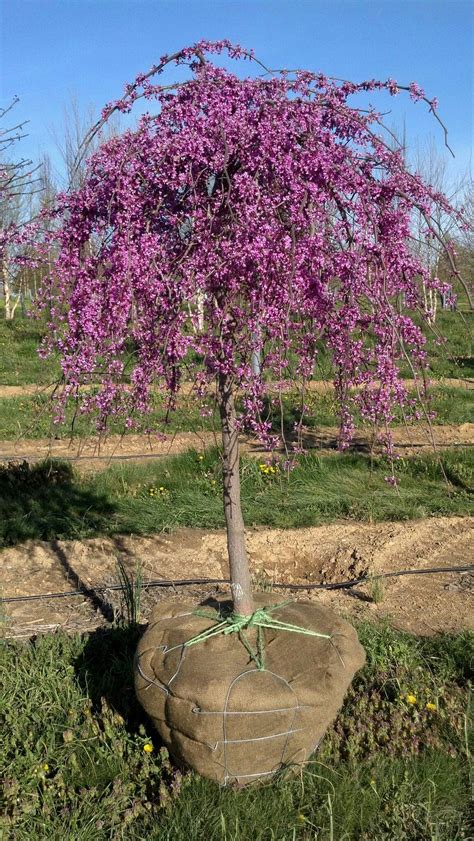 Cercis canadensis Redbud lavender twist 8'x 6' easy to keep pruned where it gets wider than you ...