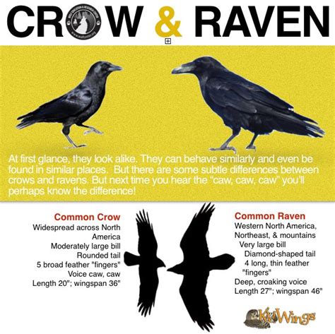 486 best Raven & Crows images on Pinterest | Crows ravens, Ravens and The raven