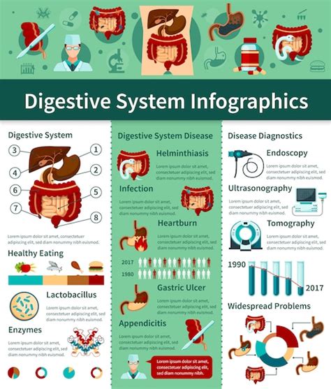 Free Vector | Colored digestive system flat infographics with different types of disease and ...