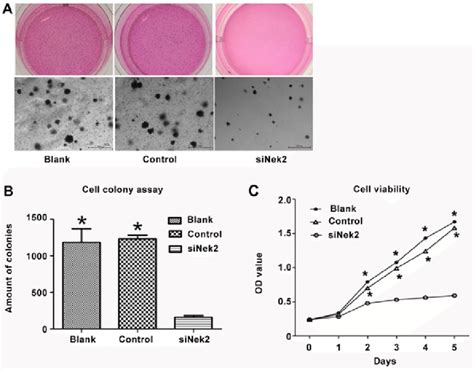 HepG2 cell proliferation and cell colony formation was down regulated... | Download Scientific ...