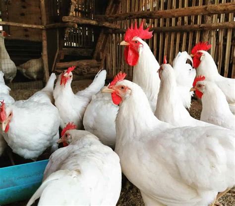 Leghorn Chicken: Eggs, Height, Size and Raising Tips