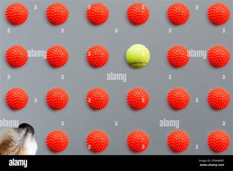 Squeaky tennis ball hi-res stock photography and images - Alamy