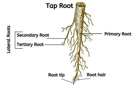 Types Of Tap Roots